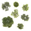 © Zahratul - Overhead view of several small, green trees