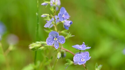 Wall Mural - video of blue flowers veronica growing