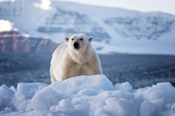 Wall Mural - polar bear, ursus maritimus, and the red rock mountains of vikinge bay, scoresby sund, greenland. fr