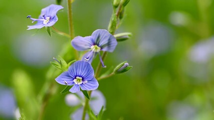 Wall Mural - video of blue flowers veronica growing