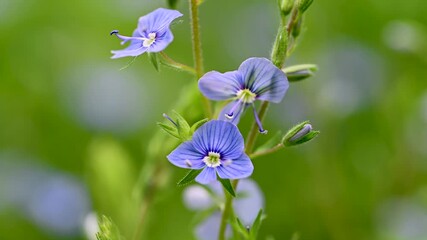 Wall Mural - video of blue flowers veronica growing