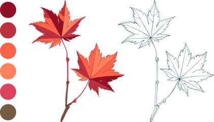 set of hand-drawn red colored maple autumn leaves brunch and fall color palette isolated on white ba