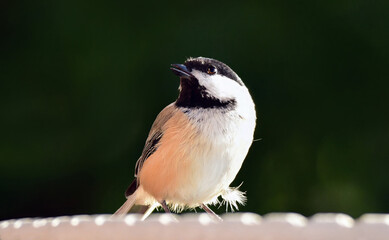 Wall Mural - cute black- capped chickadee perched on a bird bath in fall in broomfield, colorado   