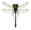 © OMD - Dragonfly with green head and narrow wings