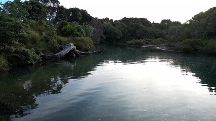 Wall Mural - Drone shot of tranquil water reflects trees and sky in a serene landscape in Auckland, New Zealand