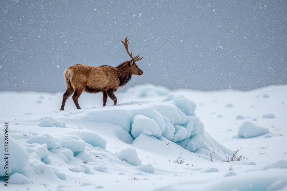 during a blizzard, snowflake accumulation on ice hills forces animals ...
