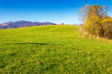 Wall Mural - mountain landscape with forest in autumn. beautiful countryside in the highland of ukraine. small grove on the hill in colorful foliage under blue sky. nature background for outdoor adventure