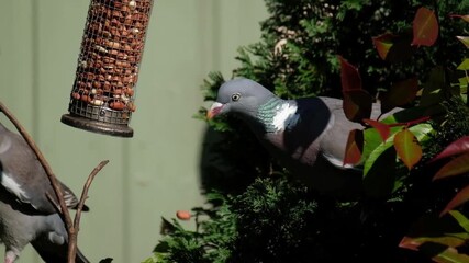 The common wood pigeon, also known simply as the wood pigeon, is a large species in the dove and pigeon family, native to the western Palearctic. 