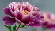 © SUVO - Deep purple peony in full blooming stage high resolution picture