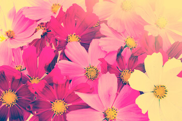 Wall Mural - Tinted photo. Autumn floral background. Beautiful cosmos flowers.
