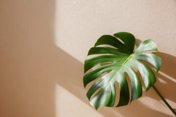 Wall Mural - Elegant Monstera Leaf Against Neutral Wall with Natural Sunlight Casting a Beautiful Shadow