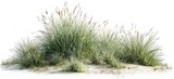 Lush bunch of light green grasses growing in sandy soil
