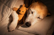 © Iryna&Maya - sleeping old dog face closed eyes in white bed covered under blanket. dark room cozy calm atmosphere. black background warm light. pet hugging bear toy. Good night sweet dreams. Night recovery sleep