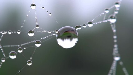 Close-up of water droplets clinging to a spider web, reflecting the surrounding environment.