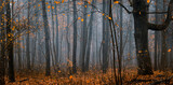 Atmospheric, beautiful forest on a foggy autumn day.  Fairy, autumnal, mysterious forest trees with yellow leaves.