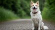 © Khawar - Light-Colored Dog with Tan Markings and Red Collar Sitting on Gravel Path Surrounded by Green Trees and Grass in Forest Setting