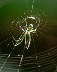 green spider on its web