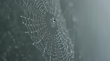 Delicate spiderweb draped in dewdrops, shimmering in the soft early morning light