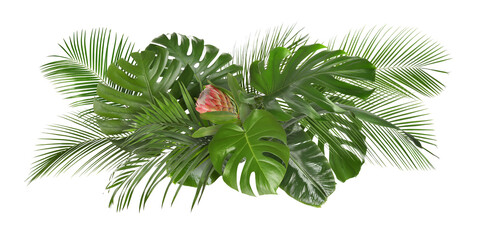 Tropical trees leaves and flower arranged in beautiful composition against white background