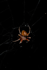 Hairy spider with white mark