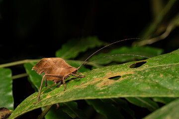 Camouflaged leaf mimic grasshopper