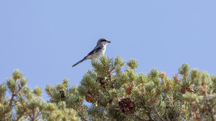 Wall Mural - A Loggerhead Shrike perches on the top branches of a pinyon pine tree with a clear blue sky in the background.
