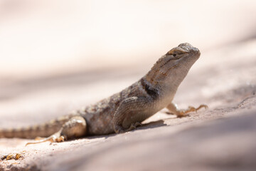 Wall Mural - A Desert Spiny Lizard sits in a patch of warm sunshine on a sandstone boulder with an out of focus foreground and background in the desert of Southern Utah USA.