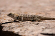 © Melani - A Desert Spiny Lizard keeps an eye on the camera while it suns itself on a lichen covered sandstone rock on a sunny summer day in Southern Utah USA.