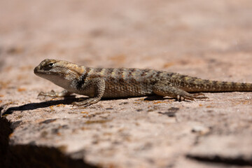 Wall Mural - A Desert Spiny Lizard keeps an eye on the camera while it suns itself on a lichen covered sandstone rock on a sunny summer day in Southern Utah USA.