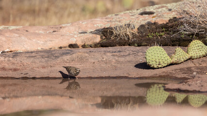 Wall Mural - A Vesper Sparrow is reflected in the water as it drinks from the edge of an ephemeral pool next to a cactus plant that seems to be reaching towards the water.