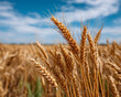 © chok - Golden wheat ears close up in sunny field under blue sky, symbolizing harvest and natural beauty in agriculture