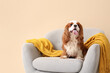© Pixel-Shot - Adorable cavalier King Charles spaniel sitting on armchair near beige wall at home