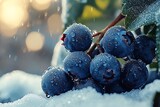 Frozen Blueberries with Ice Crystals Winter Berry Branch with Closeup, and Sunlight.