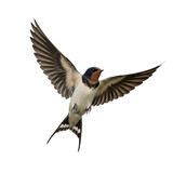 A barn swallow in mid flight with wings spread wide isolated on transparent background