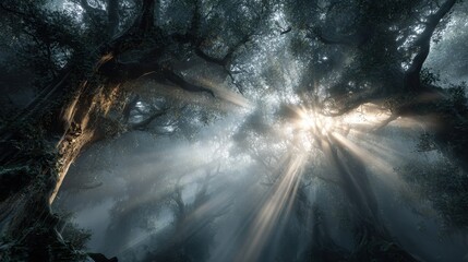 Wall Mural - Sunlight rays piercing through ancient trees in a mystical forest nature photography ethereal environment captivating view