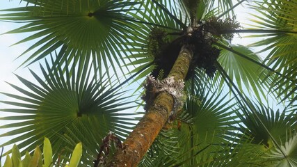 Upward view of a majestic palm tree canopy with vibrant green fan-shaped fronds reaching towards a bright blue sky, captured within a lush botanical garden in Hawaii. This footage evokes feelings of t