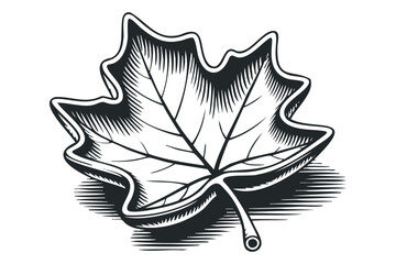Wall Mural - Stylized maple leaf in monochrome woodcut style, isolated on white. Vector hand drawn illustration