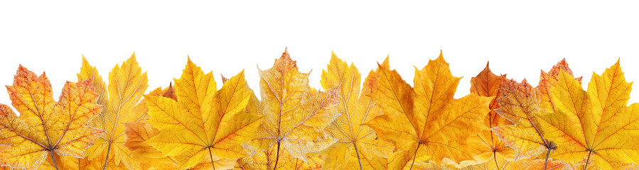 Wall Mural - Golden and orange autumn maple leaves arranged in decorative border pattern, isolated on transparent background