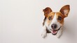 © Cima - Cute Isolated Jack Russell Terrier & Beagle Puppies: White Background Studio Portraits of Domestic Pets