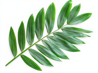 Wall Mural - Lush Green Palm Frond on White Background, Tropical Foliage Close-Up, Botanical Beauty