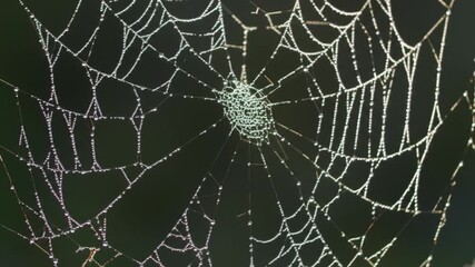 Intricate Spiderweb Adorned with Dew Drops, Abstract Nature Background