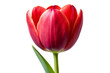 © Sajib - Vibrant red tulip bloom isolated studio shot realistic petal detail natural light photography isolated on transparent background