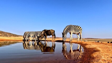 Wall Mural - Waterhole low POV with reflection of zebras and single wildebeest drinking water