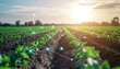 © anjum - Rows of green crops in a field with a digital network overlay and a bright sun in the background
