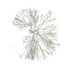 Top view of Chilopsis-linearis tree on transparent background.