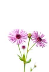Wall Mural - Delicate pink aster flower blossoms isolated on pure white background, illustration, wildflower