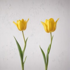 Wall Mural - Single yellow tulip, vibrant bloom, isolated on white , high resolution, sunny, garden
