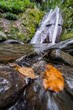 © Constantine - Rainforest Stream With Floating Dried Leaves