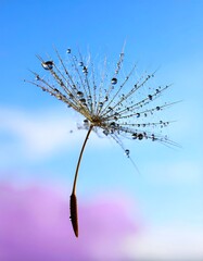  Dandelion seed head with water droplets, against a vibrant sky
