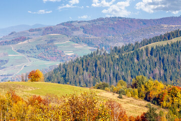 Wall Mural - countryside mountain landscape in autumn on a sunny morning. trees in colorful foliage on the hill. rustic scenery under cloudless blue sky. travel carpathians in fall season